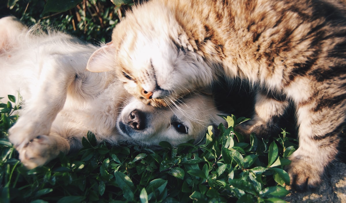 Grooming Kucing Lengkap